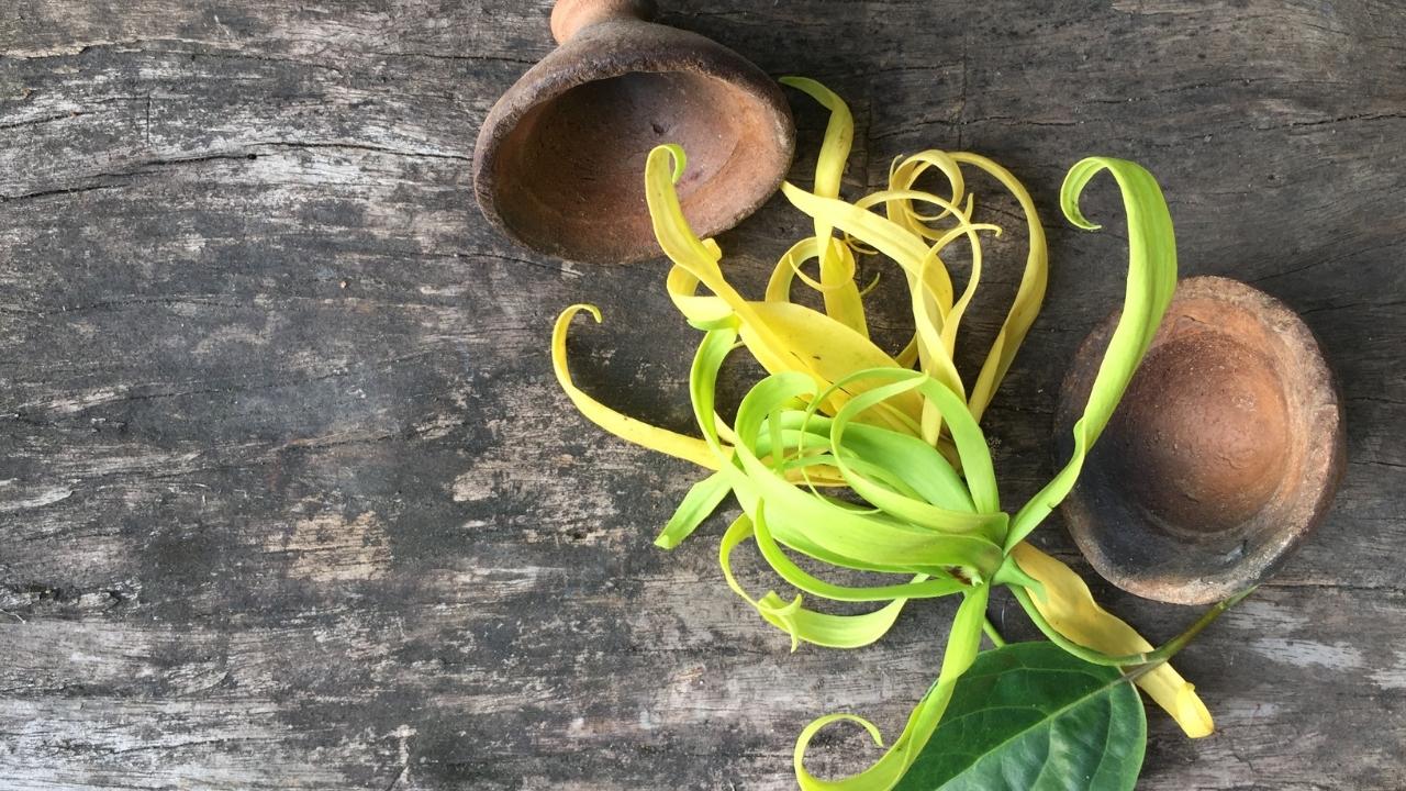 Featured fragrance what does ylang ylang smell like