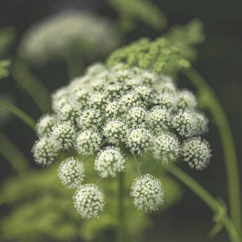 This is an image of blooming angelica.