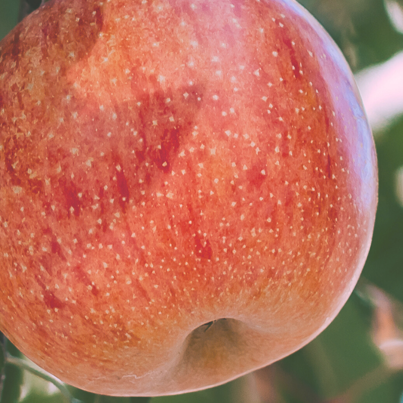 This is an image of an apple on a tree.