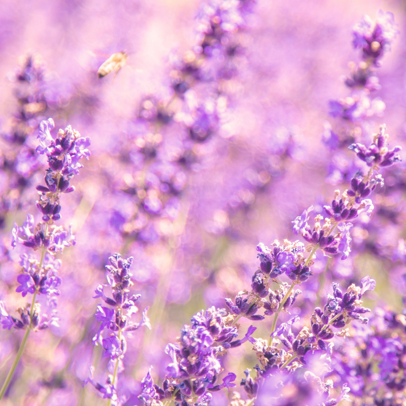 This is an image of lavender with a bumble bee.