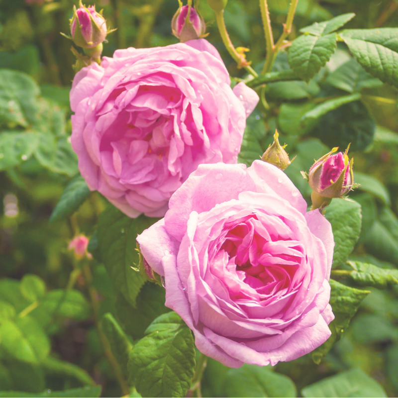 This is an image of two blooming rose centifolia.