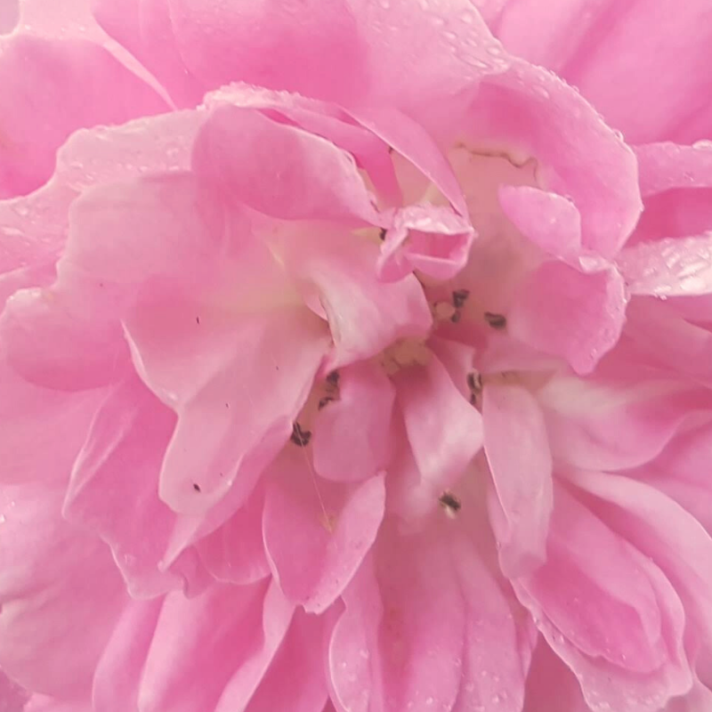 This is an image of blooming rose de mai.