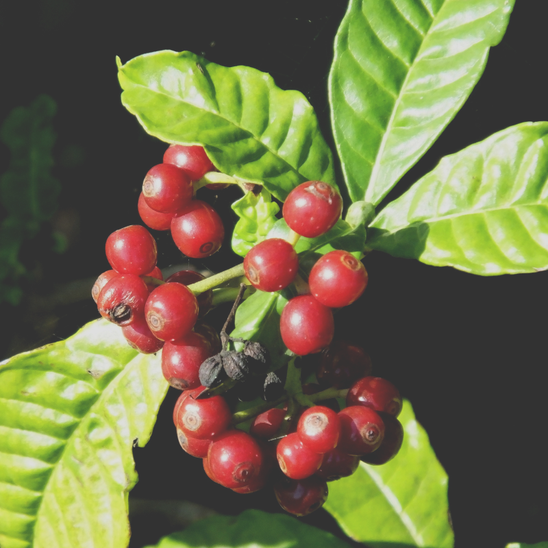 This is an image of wild berries.
