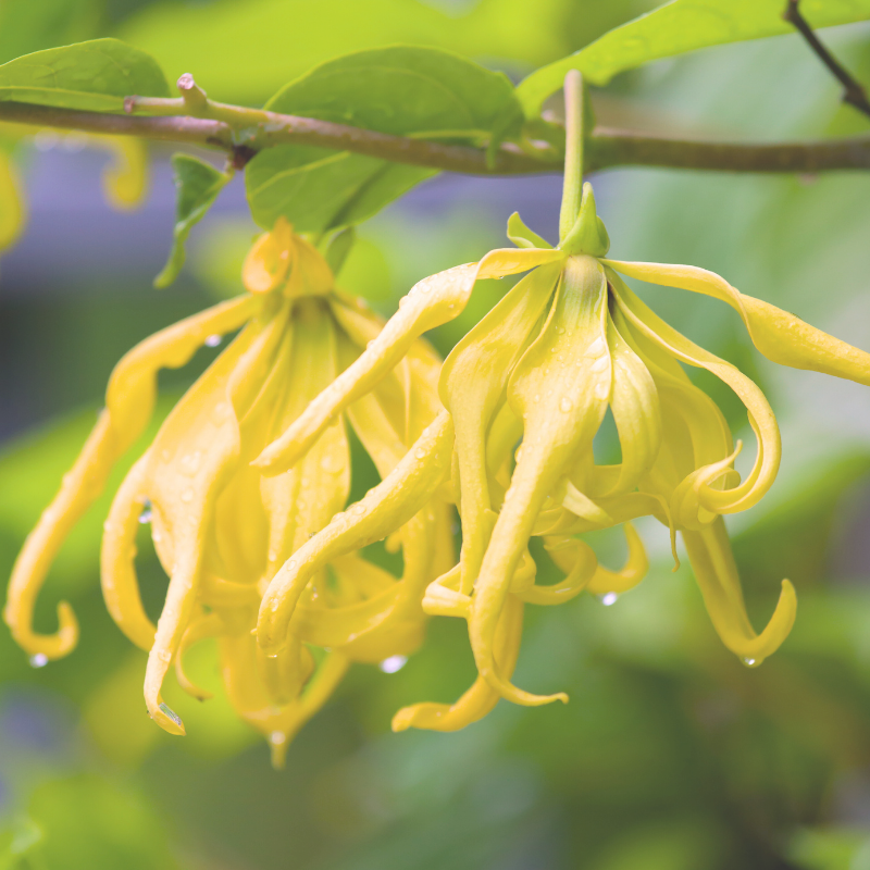 This is an image of two blooming ylang ylang.