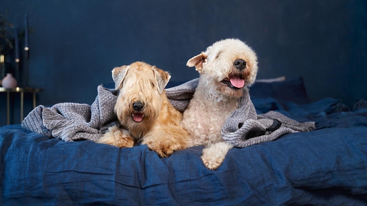 Is it safe to burn scented candles if you have a dog at home