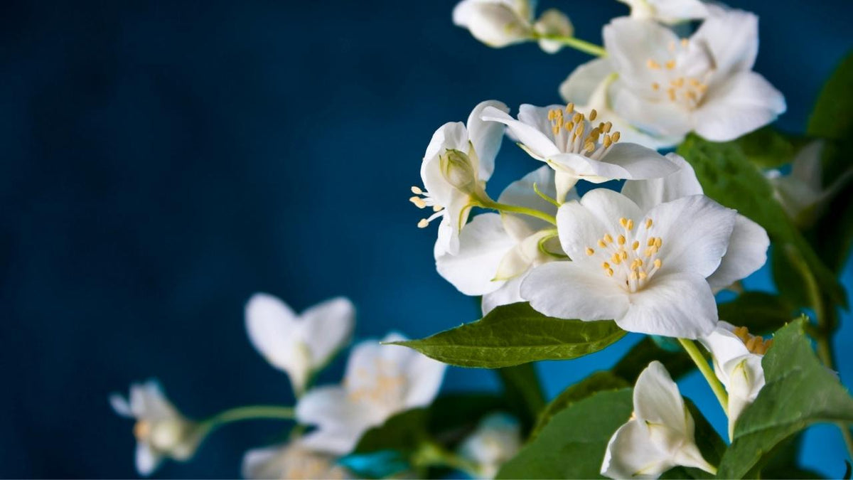 Featured Scent: What Does Jasmine Smell Like?