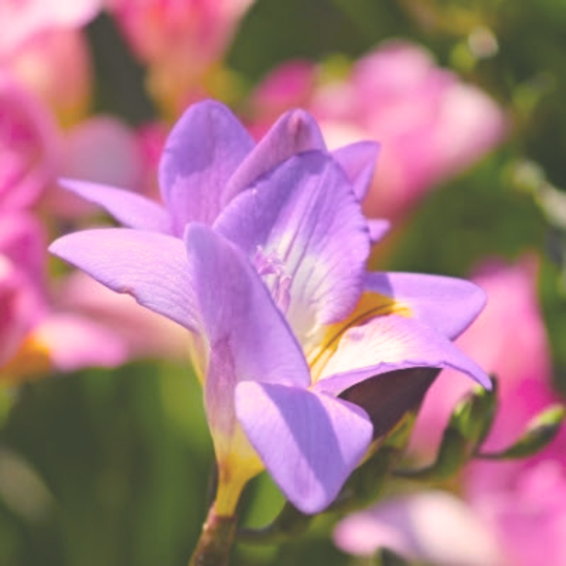 This is an image of a blooming freesia.