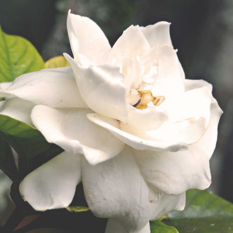 This is an image of a blooming gardenia.