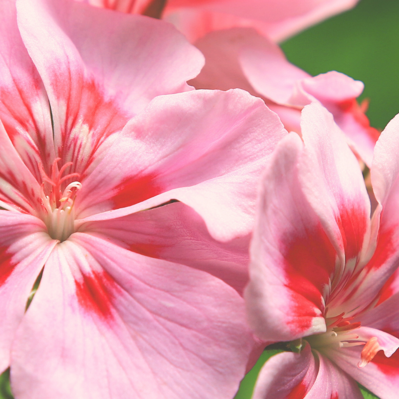 This is an image of geranium blossoms.