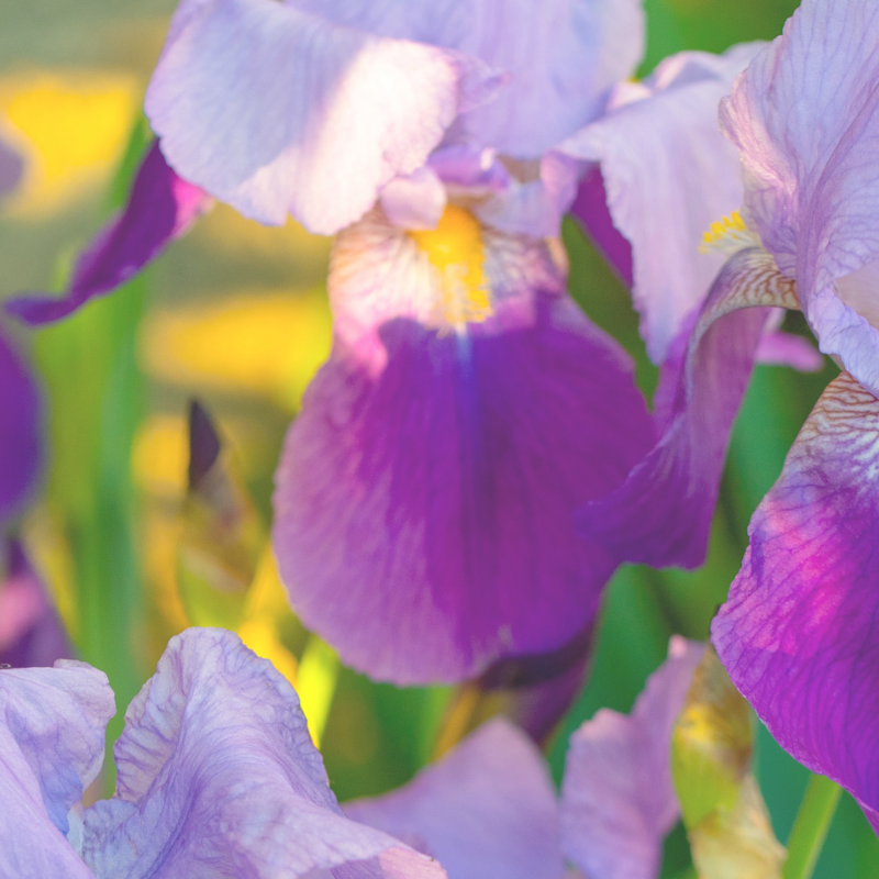 This is an image of blooming irises.