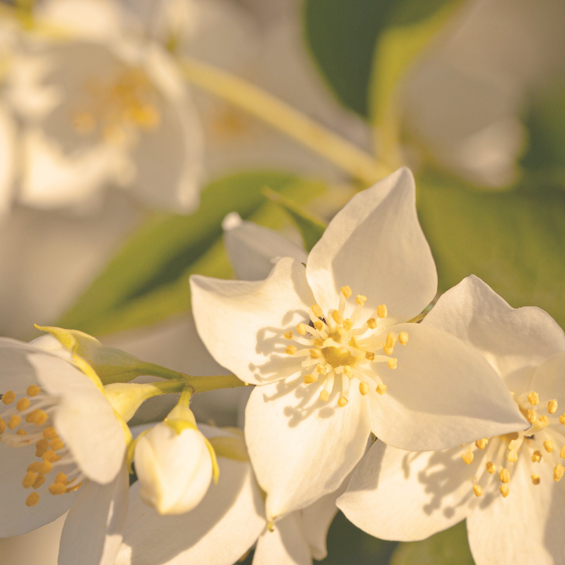 This is an image of blooming jasmine.