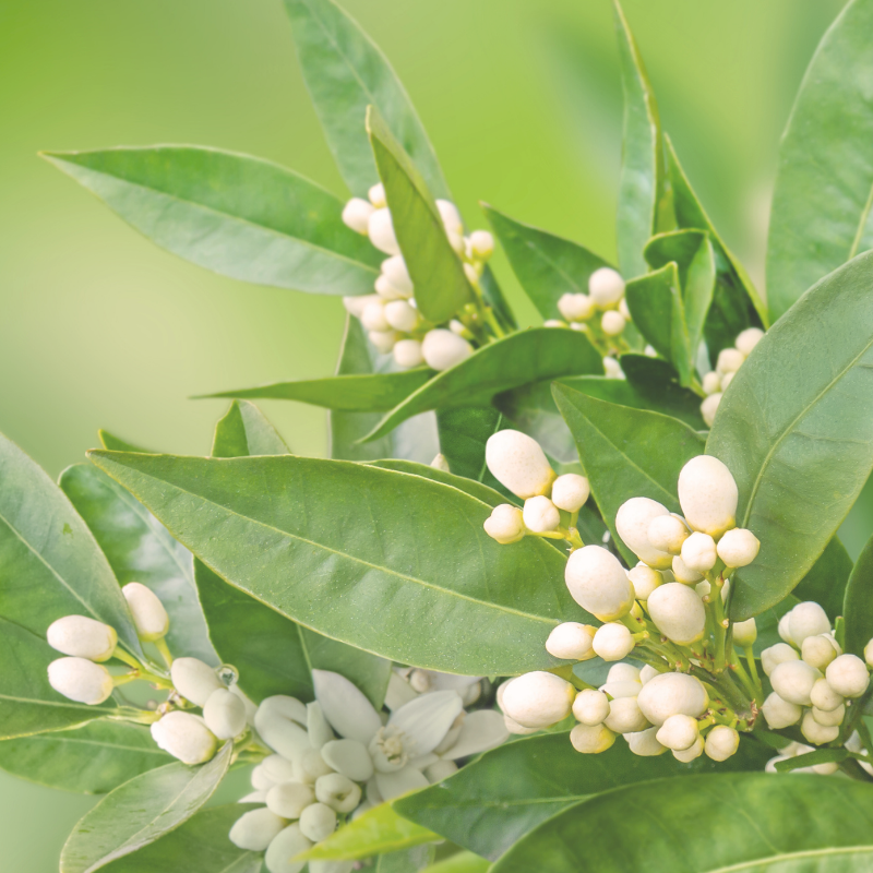 This is an image of neroli blossoms.