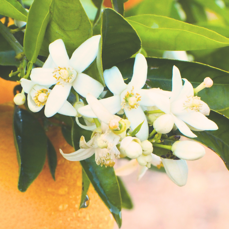 This is an image of orange blossoms.