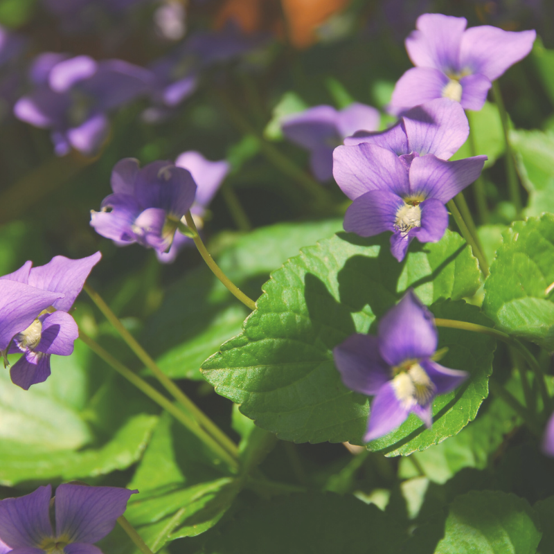 This is an image of blooming violets.