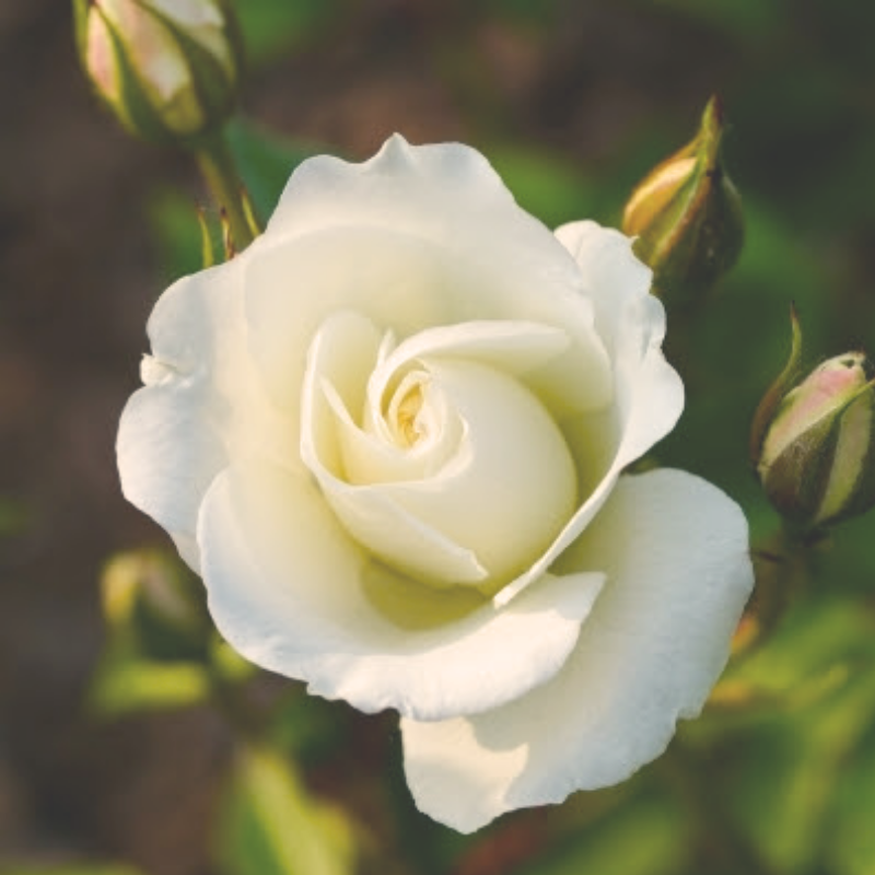 This is an image of a blooming white rose.